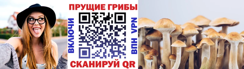 наркотики  Махачкала  Галлюциногенные грибы Psilocybe 